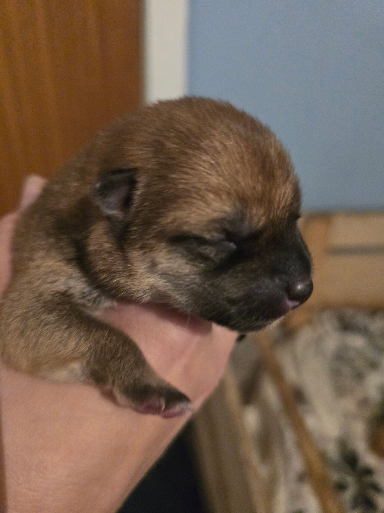 Shiba Inu valper