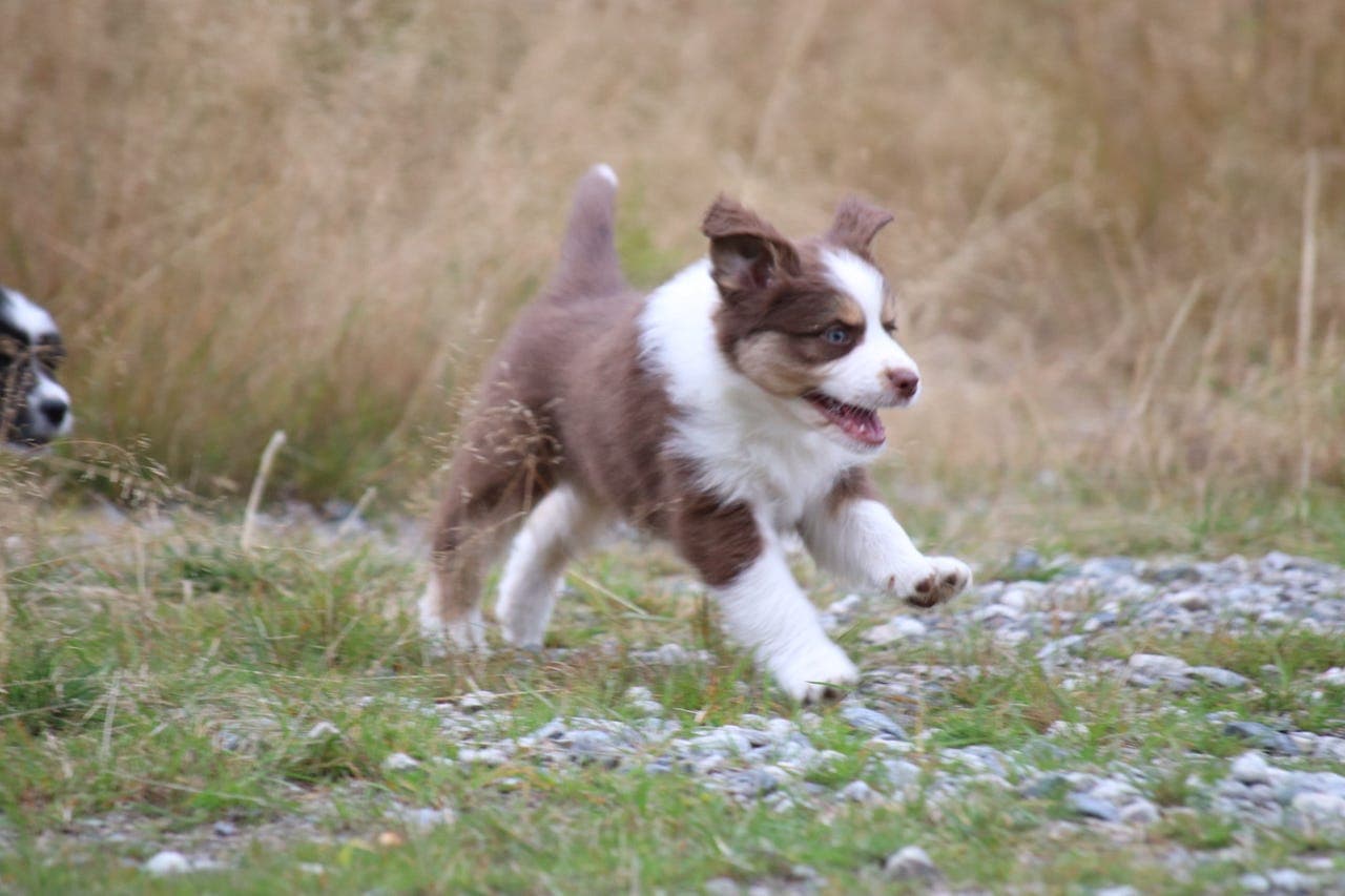 Vakker Australian Shepherd tispe