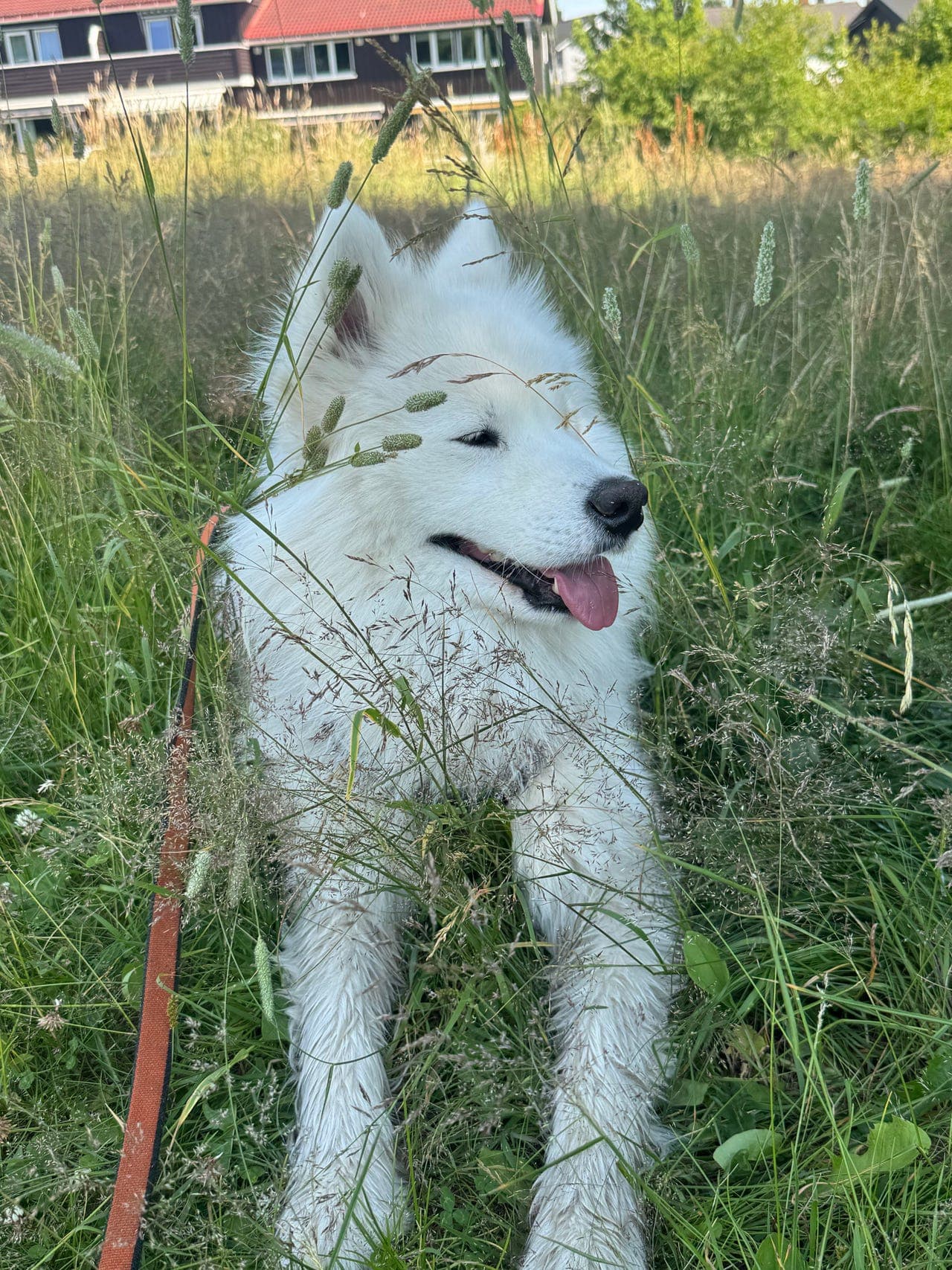 Avlastningshjem – Samojed