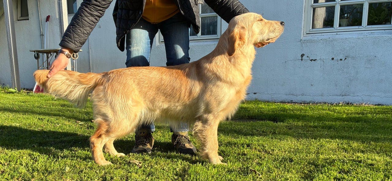 Golden retriever valp 9 mnd 🥰 Donna ❤️