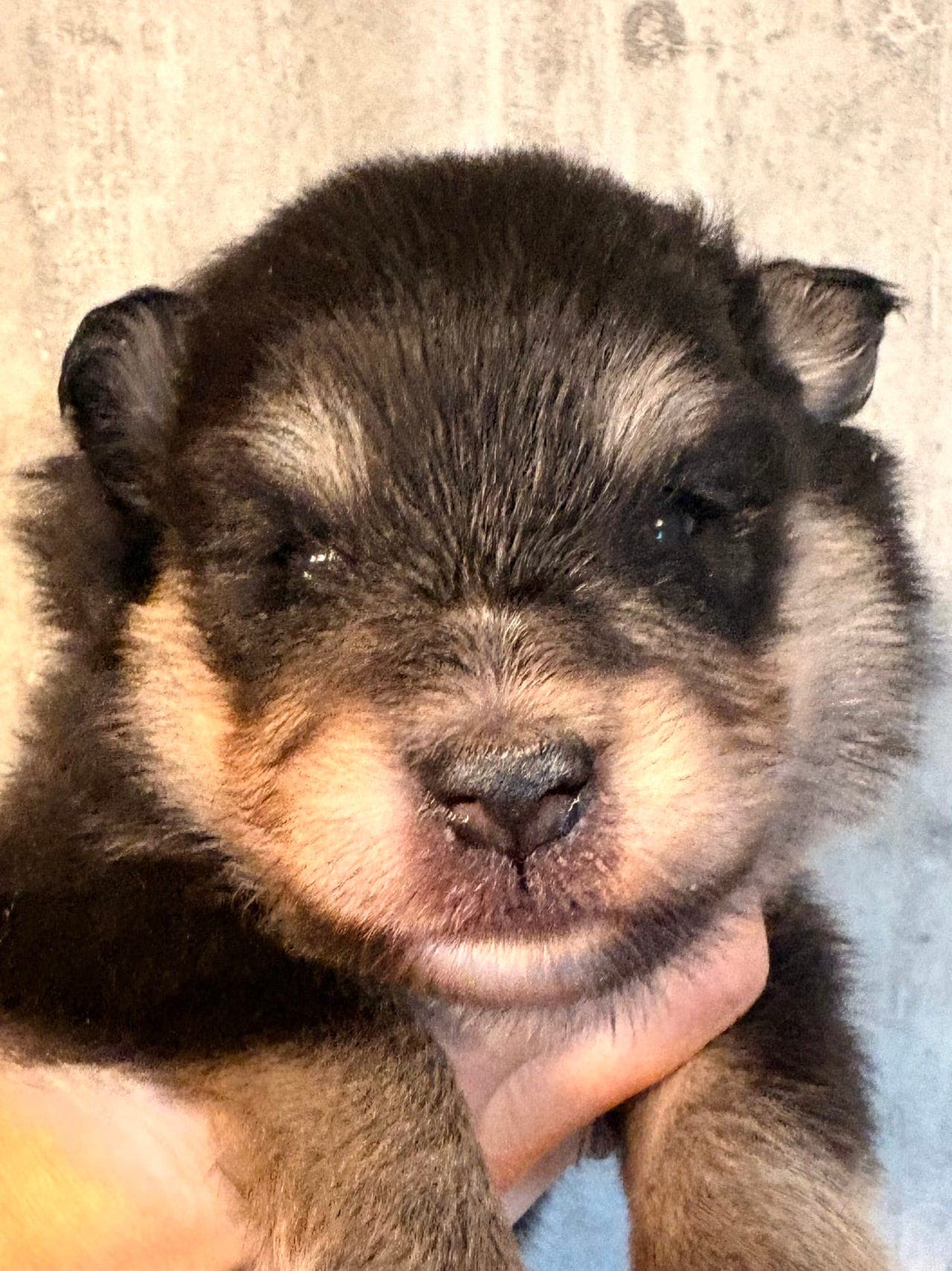 Nydelig finsk lapphund valp ledig
