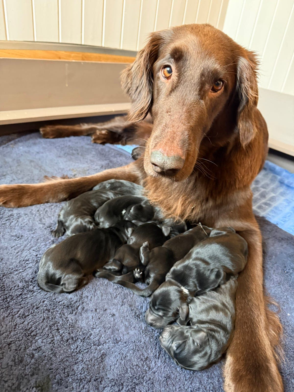Flat Coated Retriever hannvalp fra Kennel North Pride