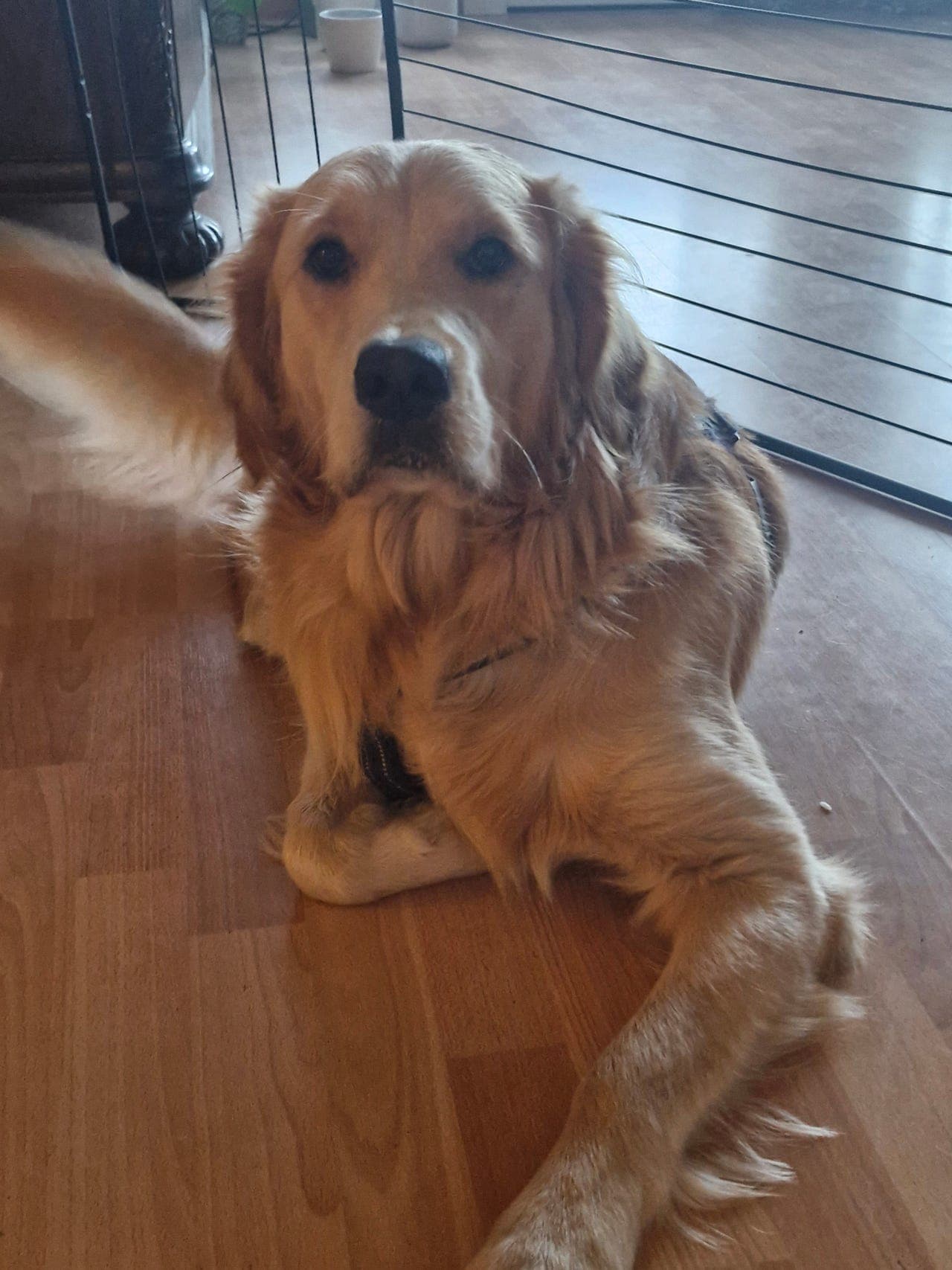 Simba trenger nytt hjem