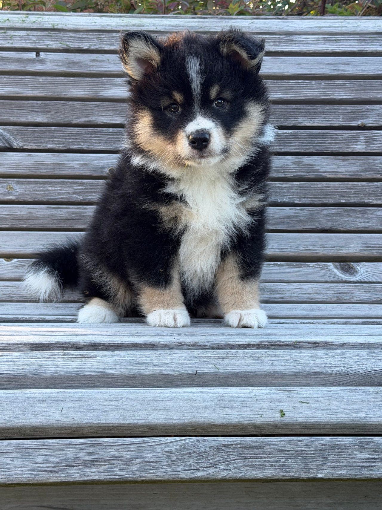 Finsk Lapphund valper