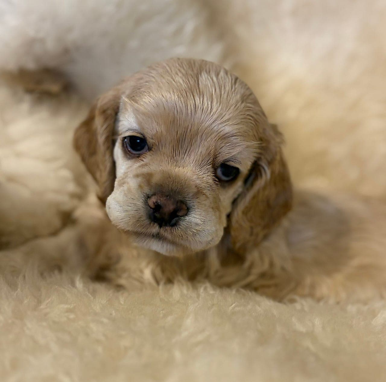 Nydelige Amerikanske Cocker Spaniel valper