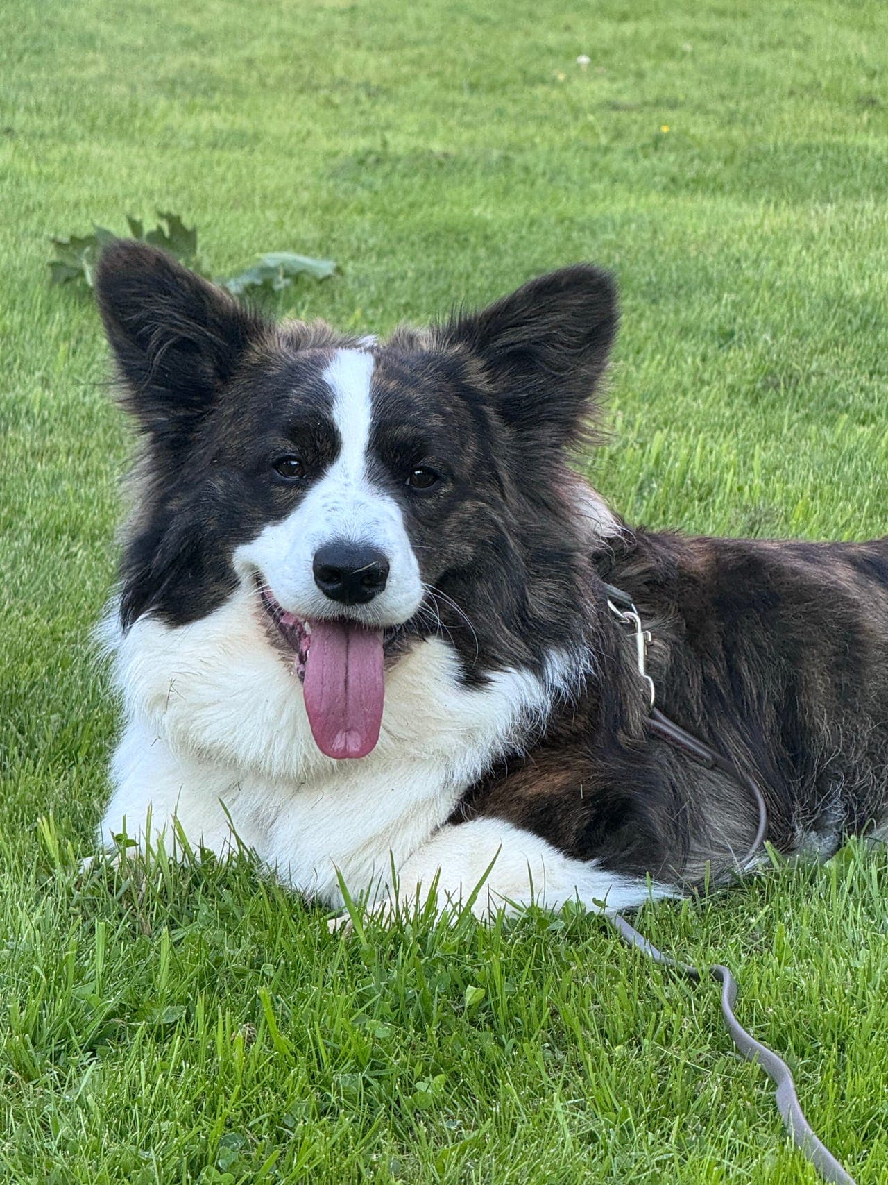 Welsh Corgi Cardigan 1 1/2 år, søker et nytt og varig hjem