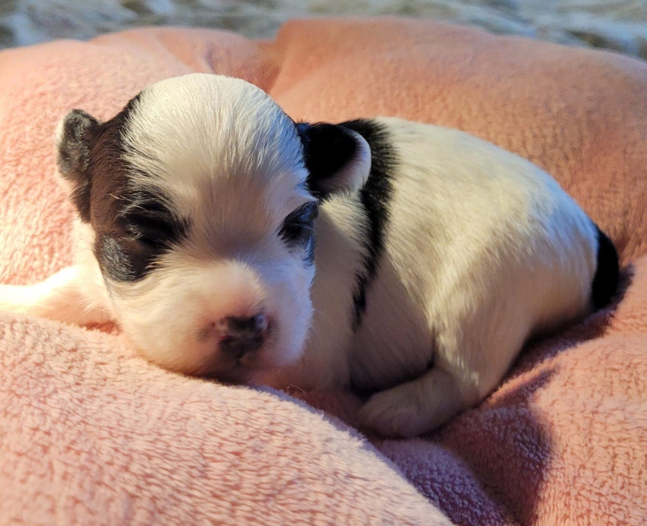 NKK registrerte Bichon Havanais valper, 3 jenter.