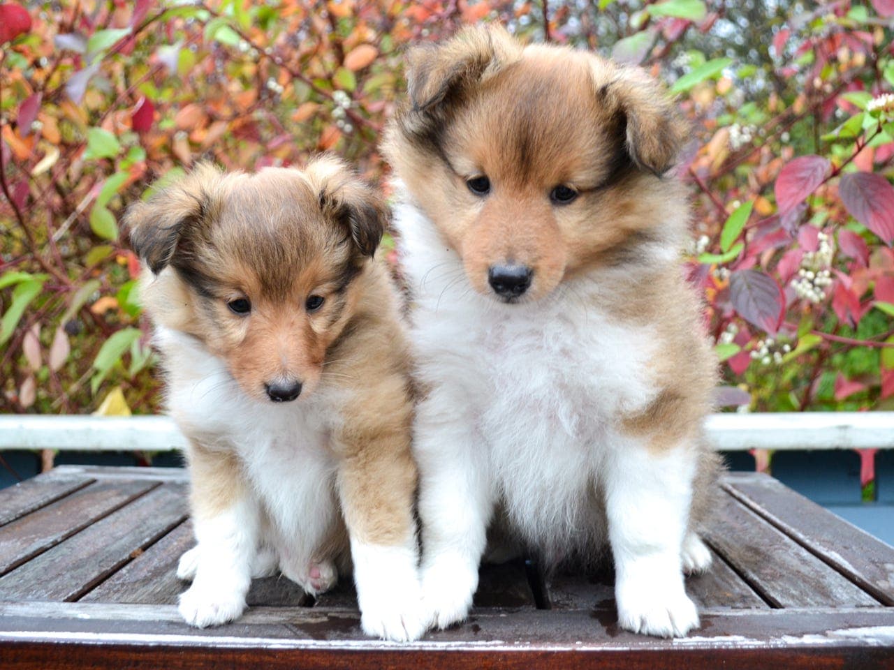 Shetland sheepdog hannvalper ledig