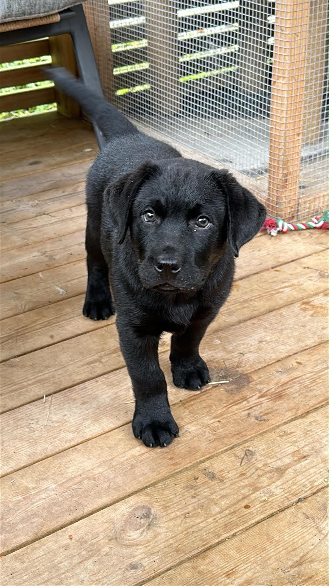 Labrador valp