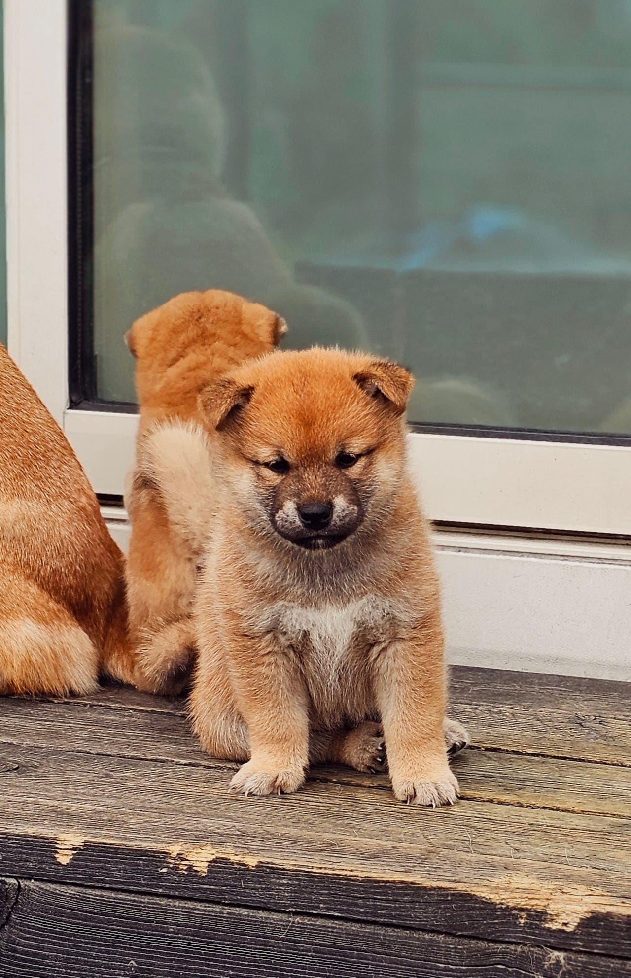 Nydelige Shiba inu valper for salg