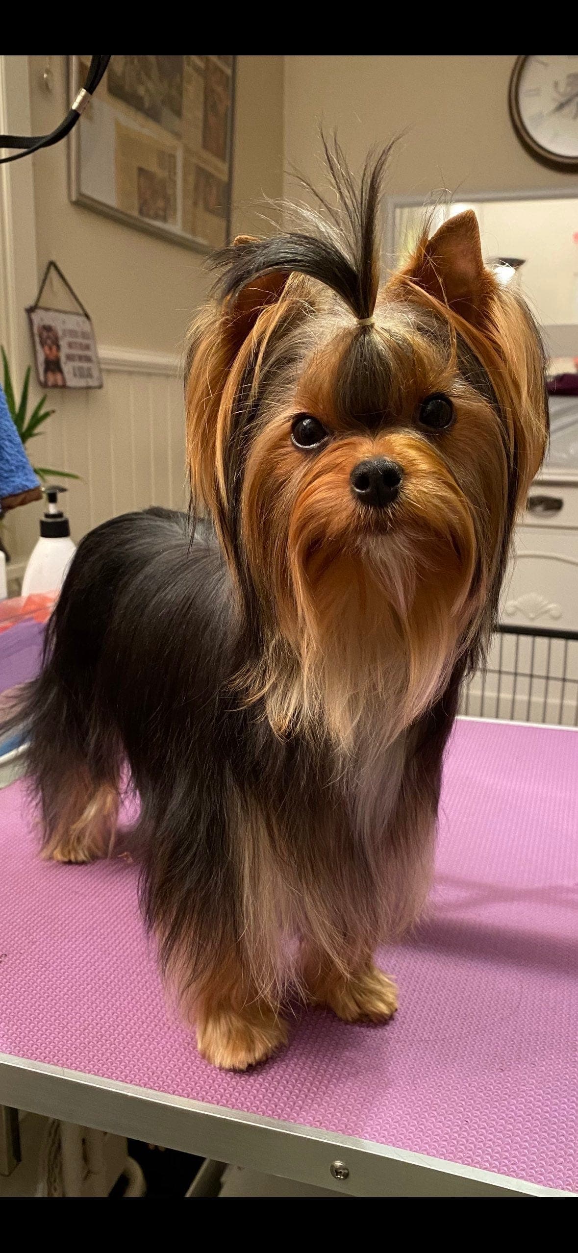 Nydelige Yorkshire terrier valper selges