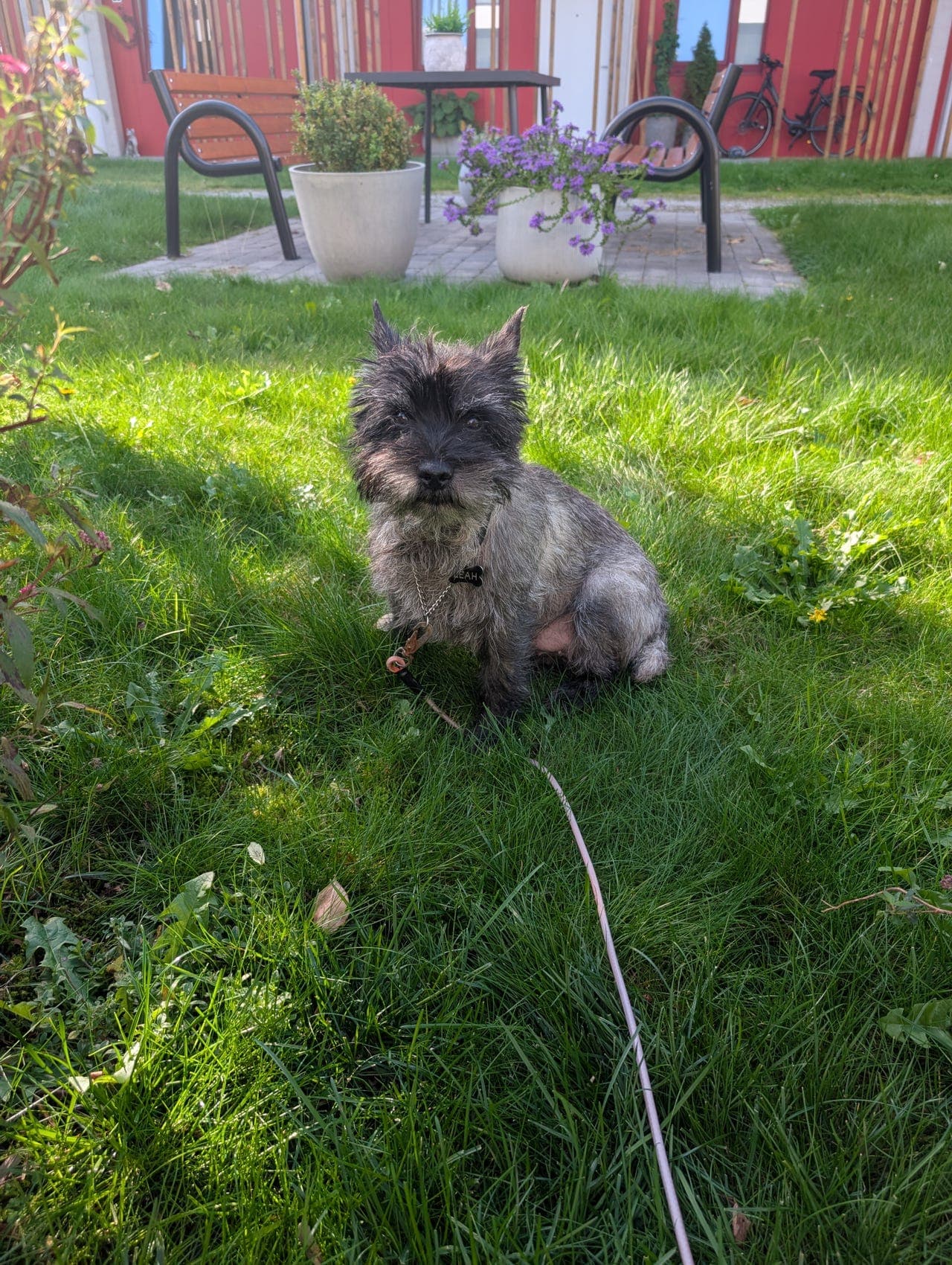 Vår fine Cairn Terrier LEAH vurderes omplassert