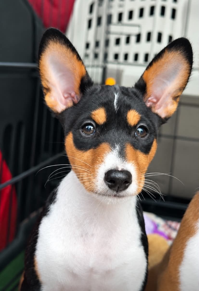 Basenji