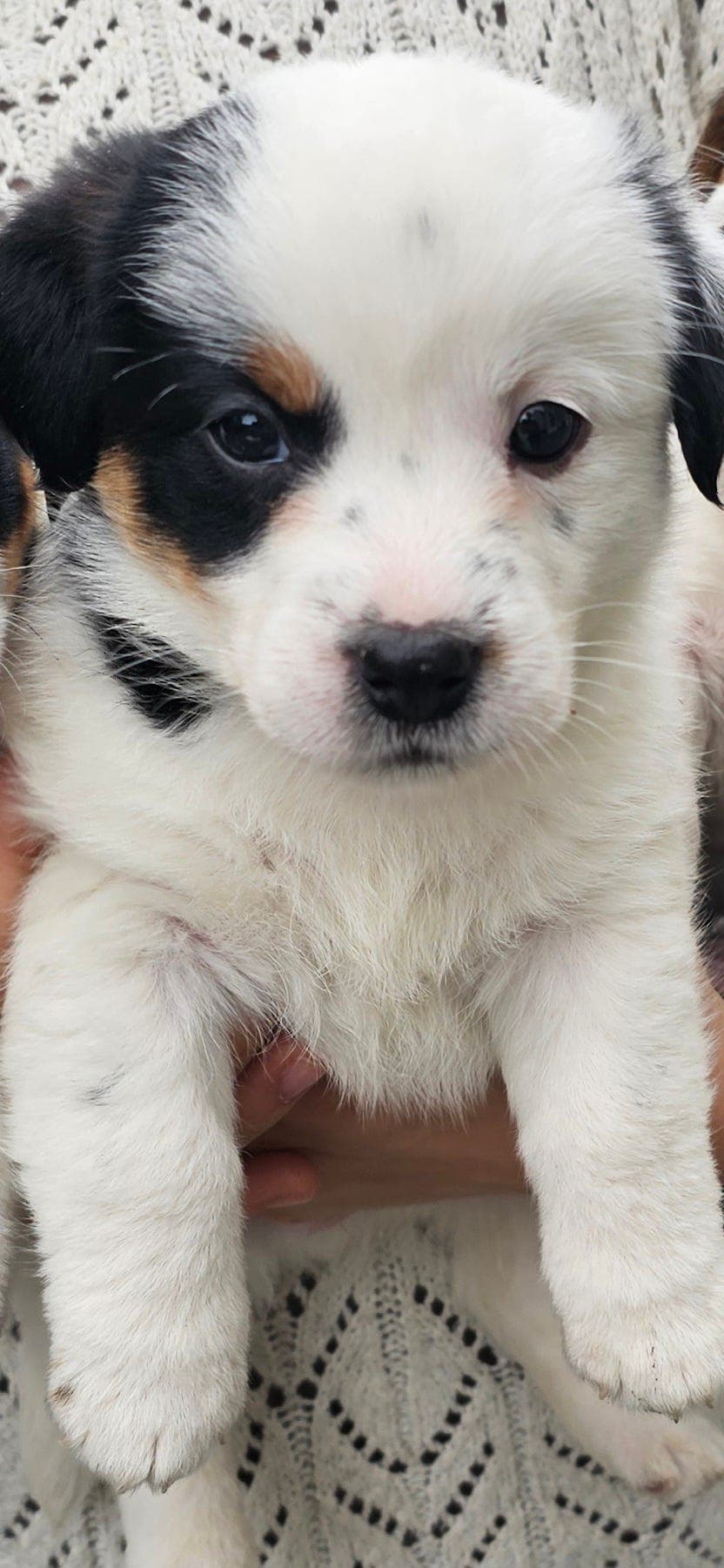 Jack Russell Terrier valper for salg