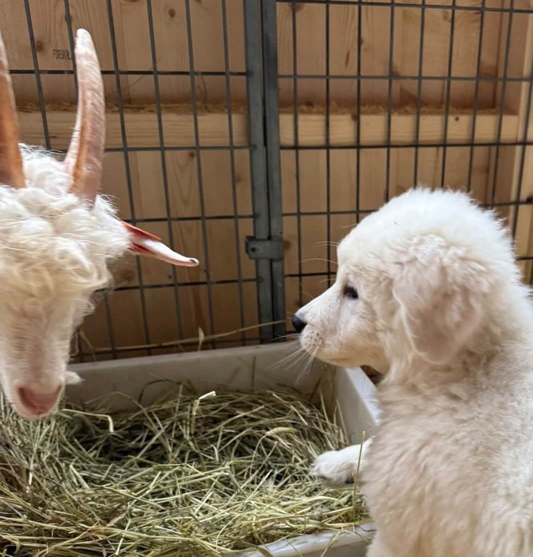 Maremma valper som gårds- familie- og vokterhund