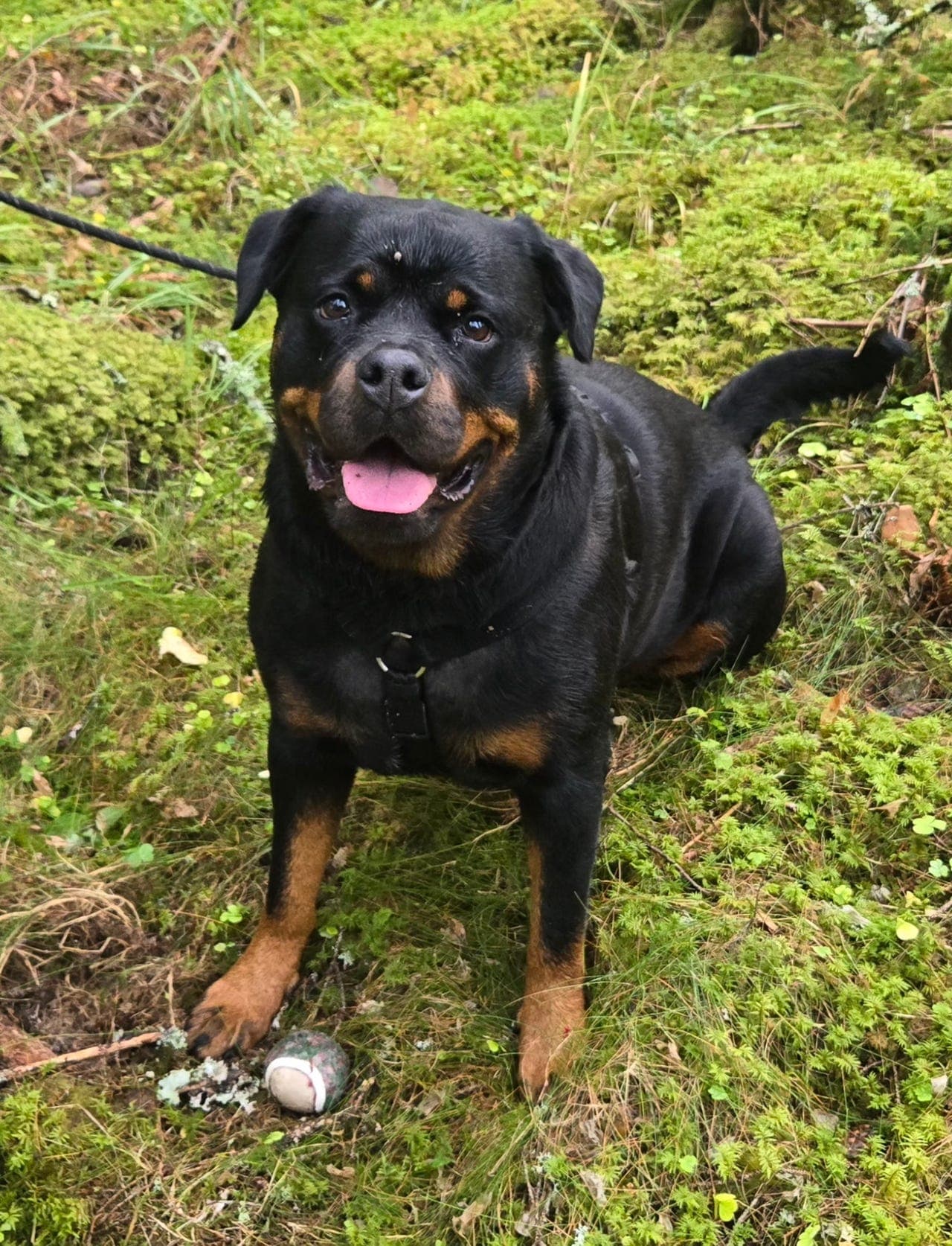 Rottweiler-type hund, 5 år – snill