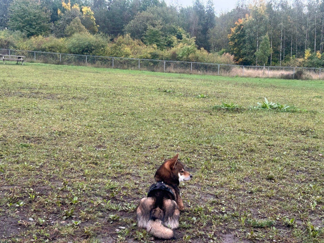 Akito -Shiba-gutt -søker et hjem på grunn av endringer i familiesituasjonen.