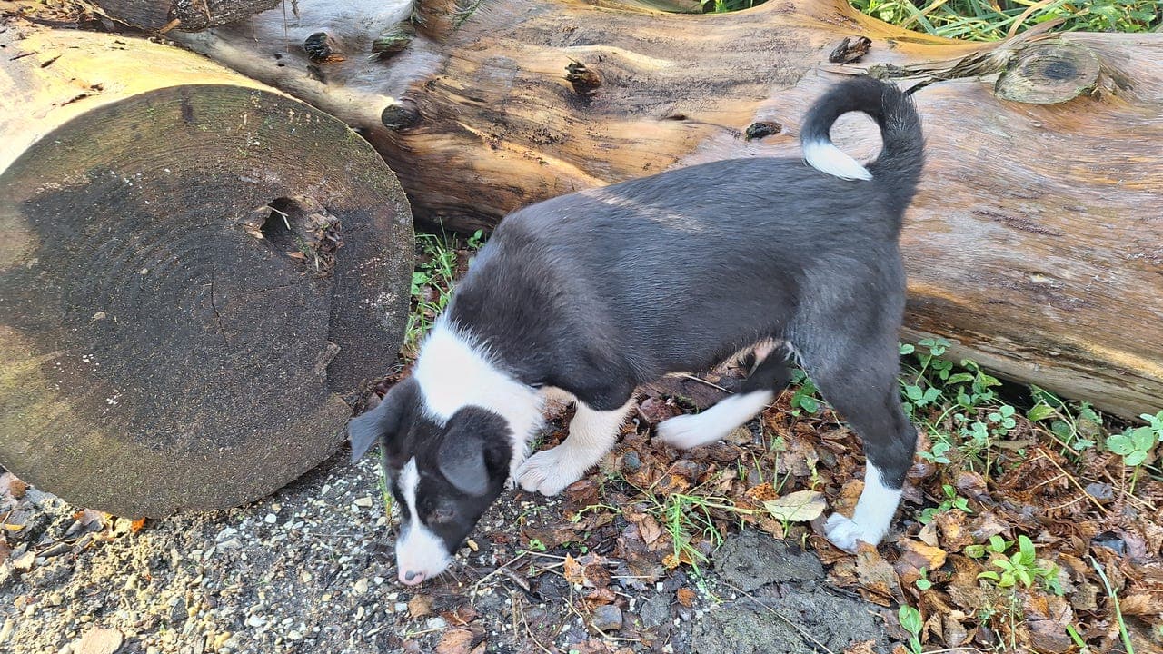 Border collie - gjeterhundvalper