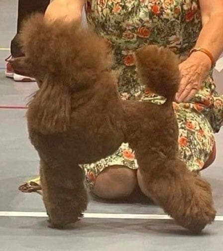 Toy puddel valper