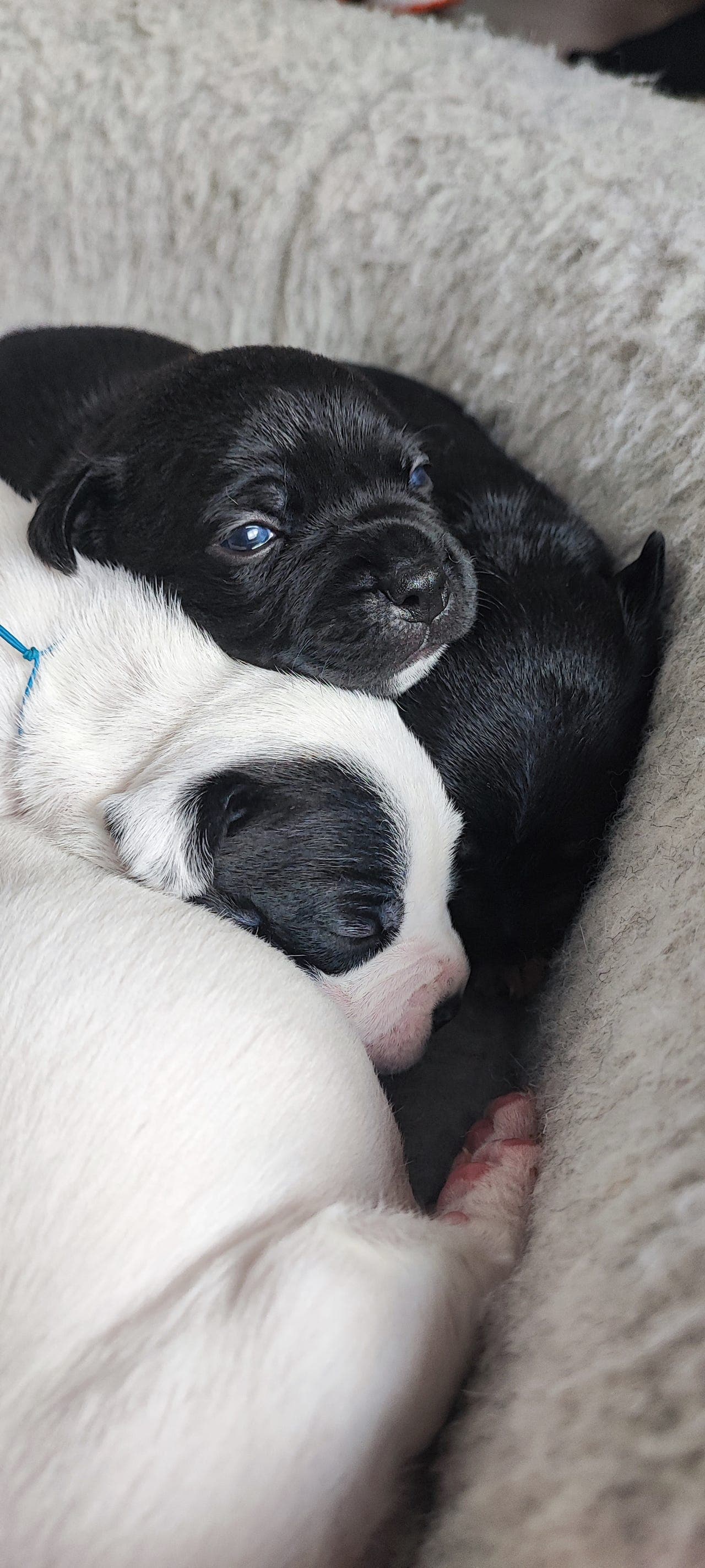 Staffordshire Bull Terrier – familieoppdrett, NKK-stamtavle, 10 nydelig valper