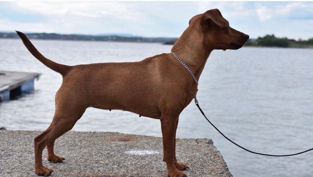 Dvergpinscher valper ventes i starten av oktober 🫶🏻