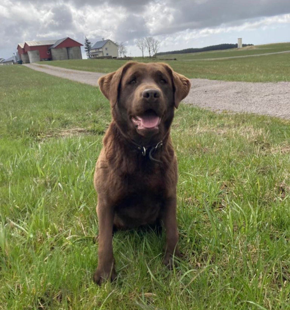 Brune labrador valper for salg
