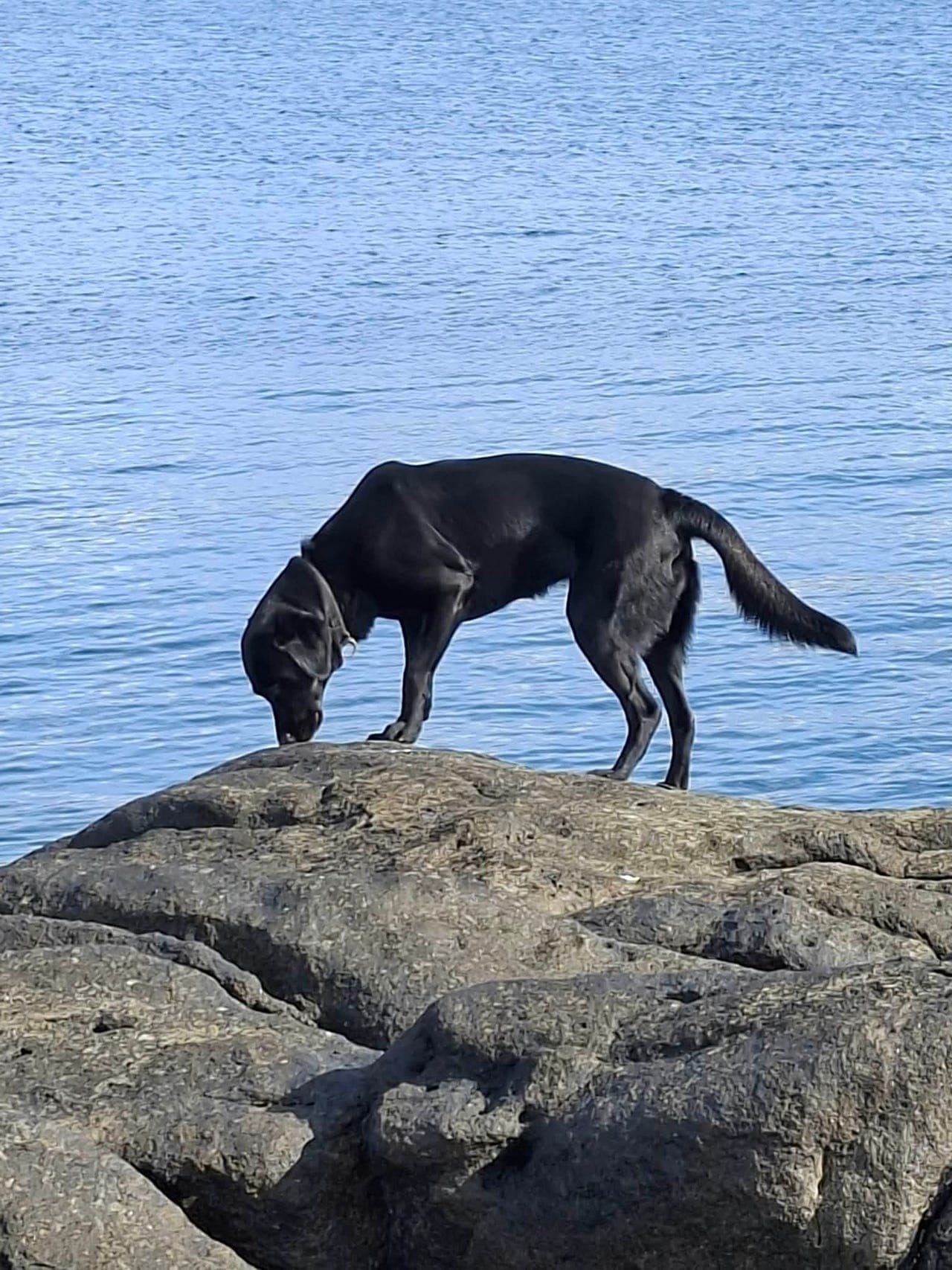 Jaktlabrador valper ventes i slutten av oktober