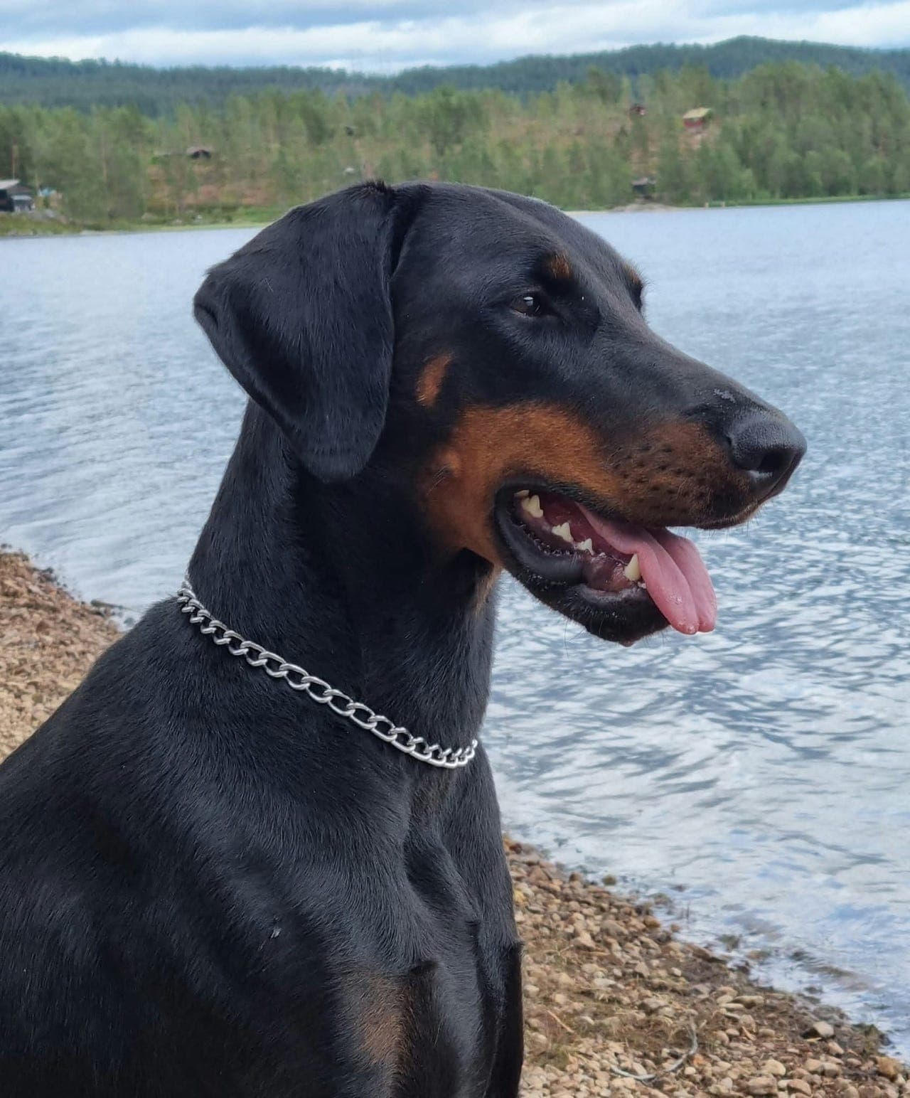 Dobermann valper