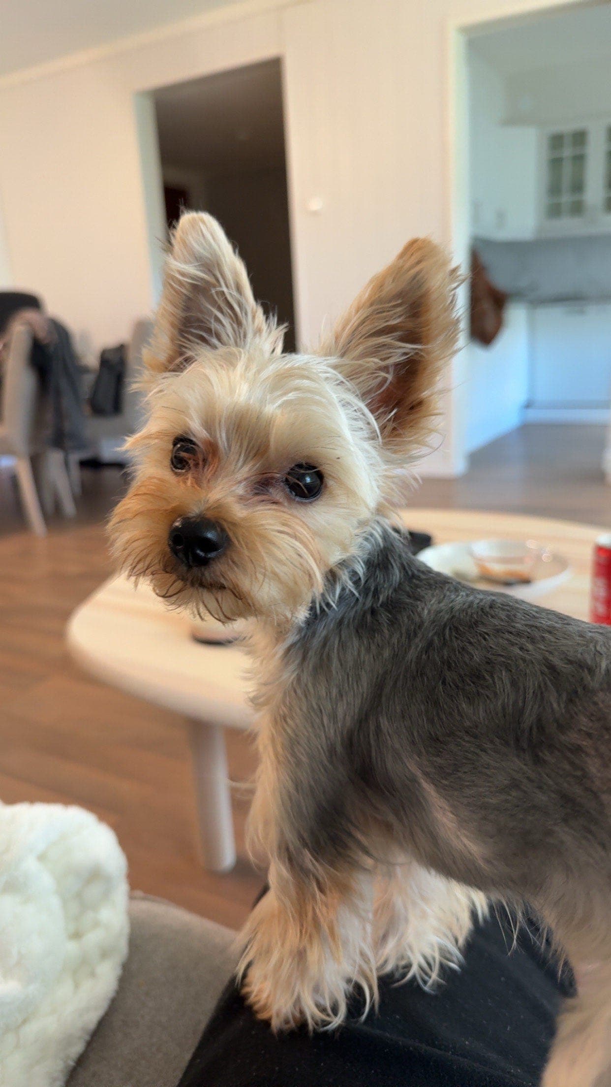 Omplassering av Yorkshire Terrier