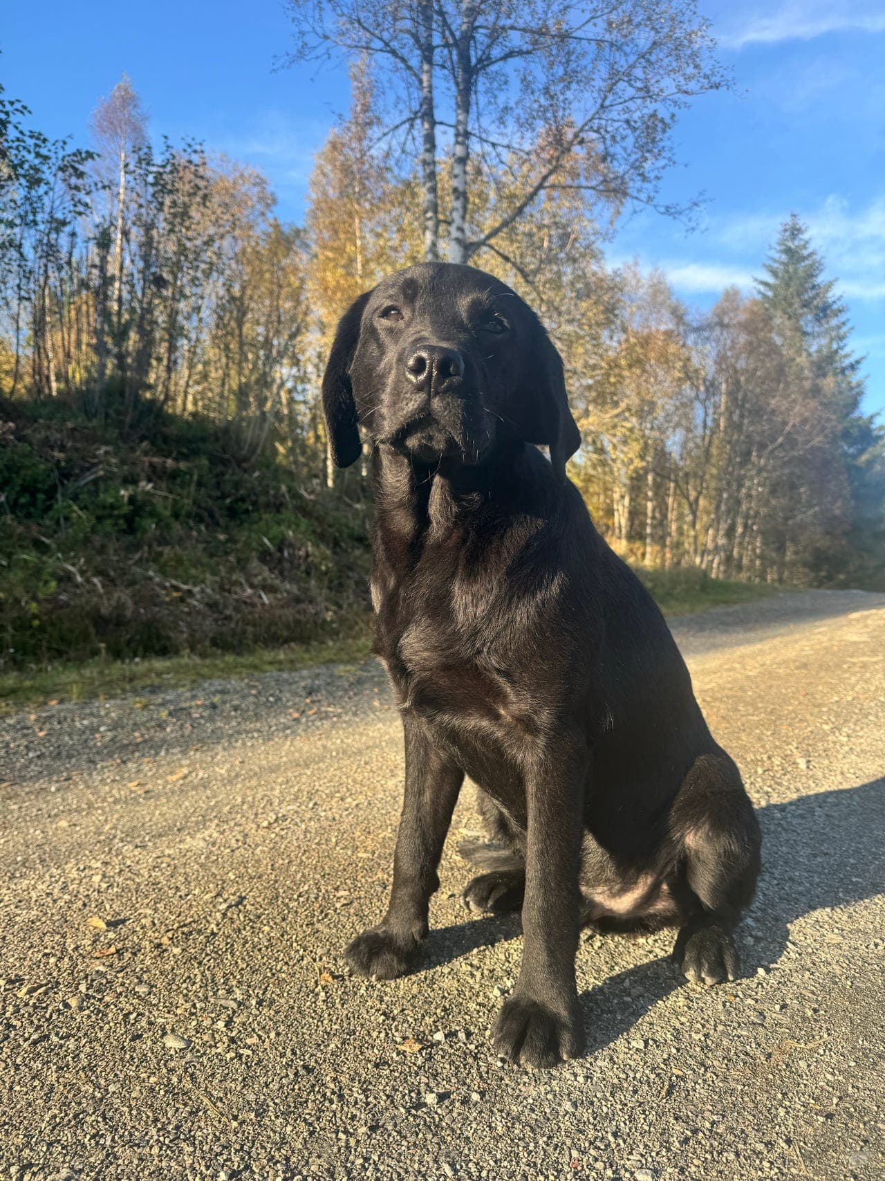 🐾 Lykke søker sitt nye hjem ❤️🐶