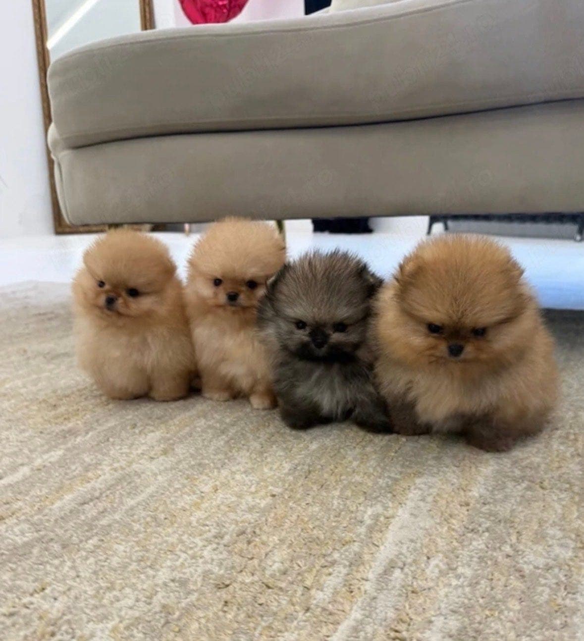 Herlige og friske Pomeranian-valper søker sitt nye hjem