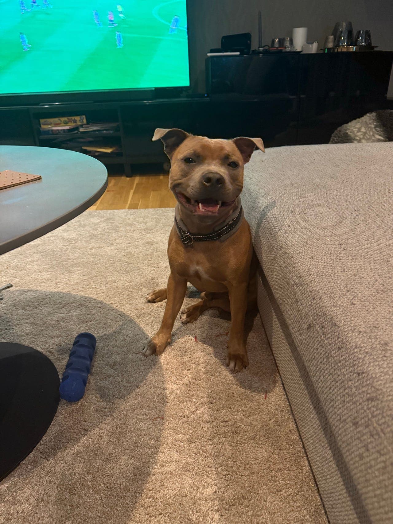 Staffordshire bull terrier gutt