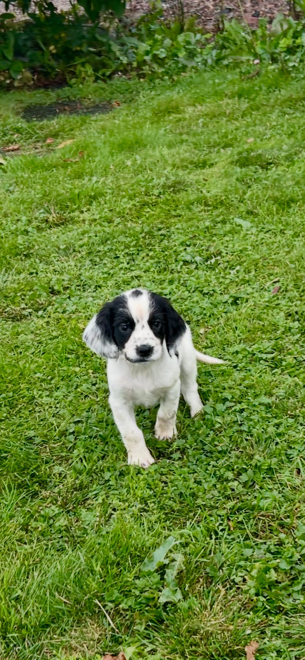Engelsk Springer spaniel-valper – 2 hanner igjen