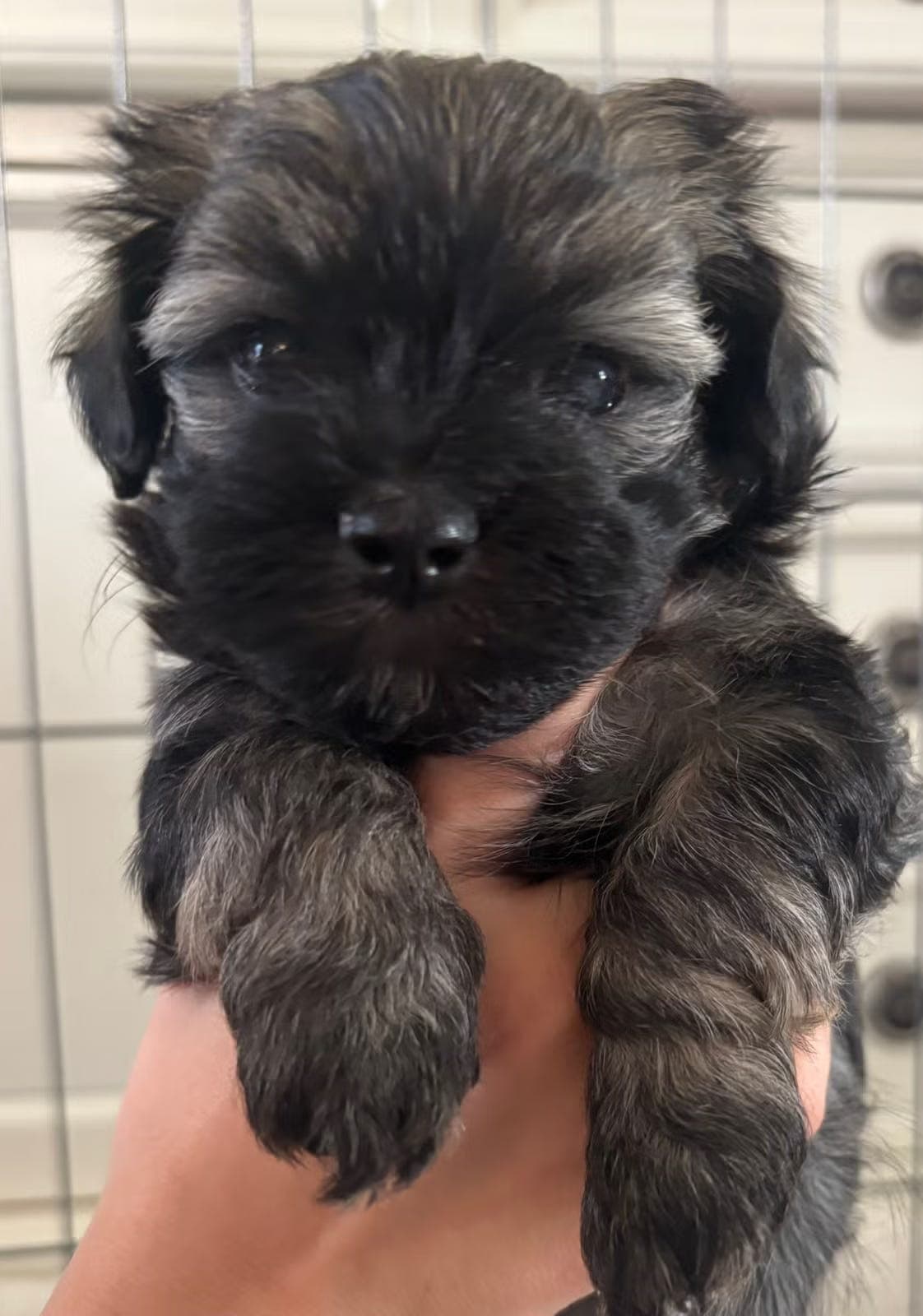 Bichon Havanais valper