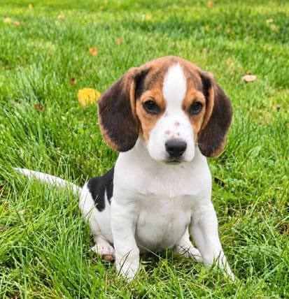 Beagle tispevalp!