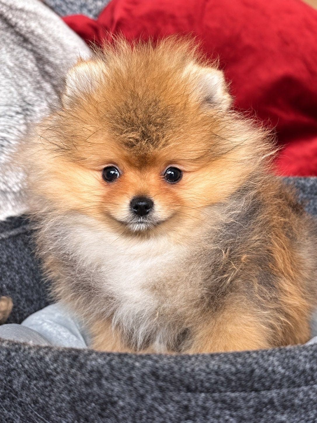NKK registrerte Pomeranian hannvalper