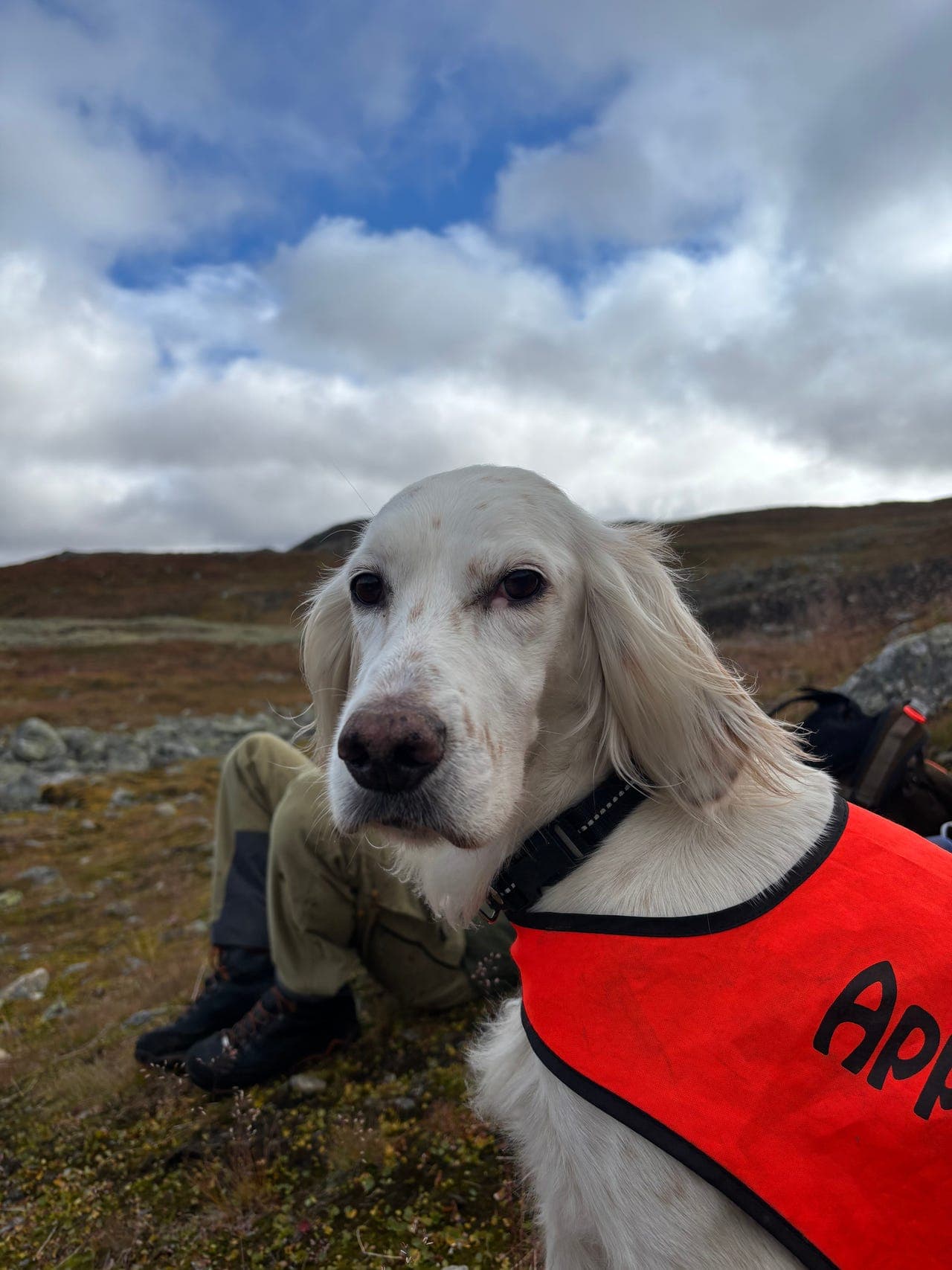 Engelsk setter tispe selges!