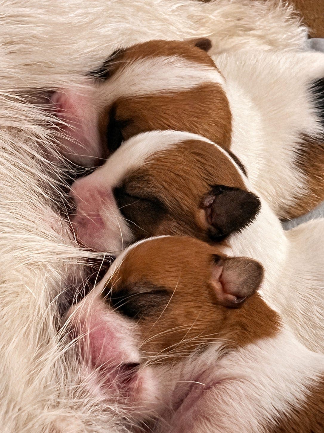 Jack Russell valper