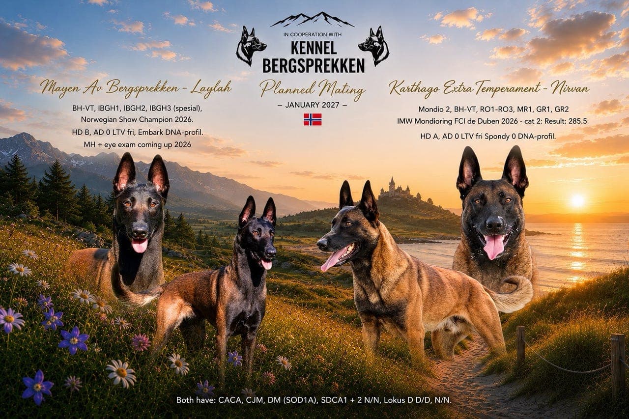 Malinois - Planlagt kull 2027