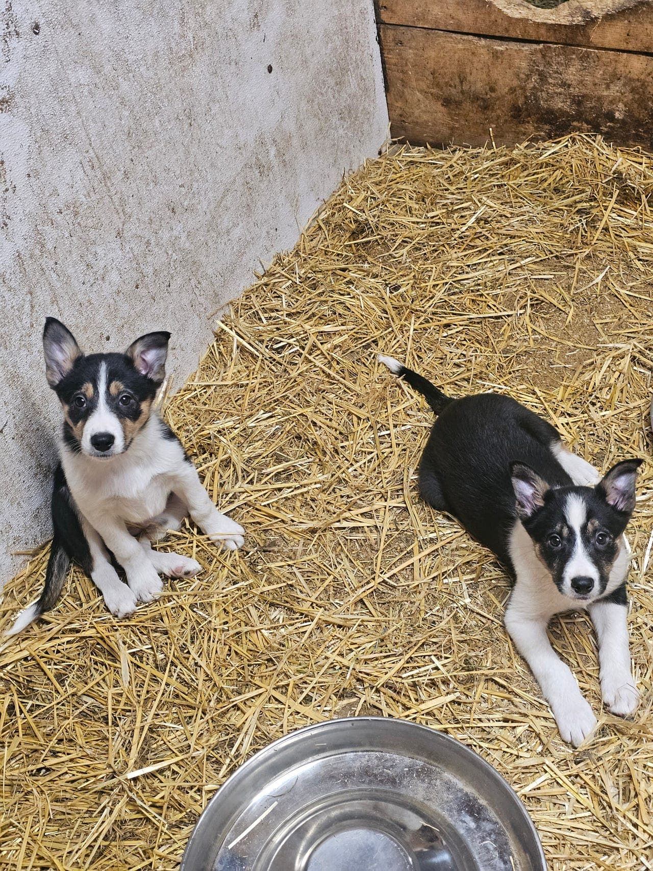 Border Colli gjeterhund kvalp
