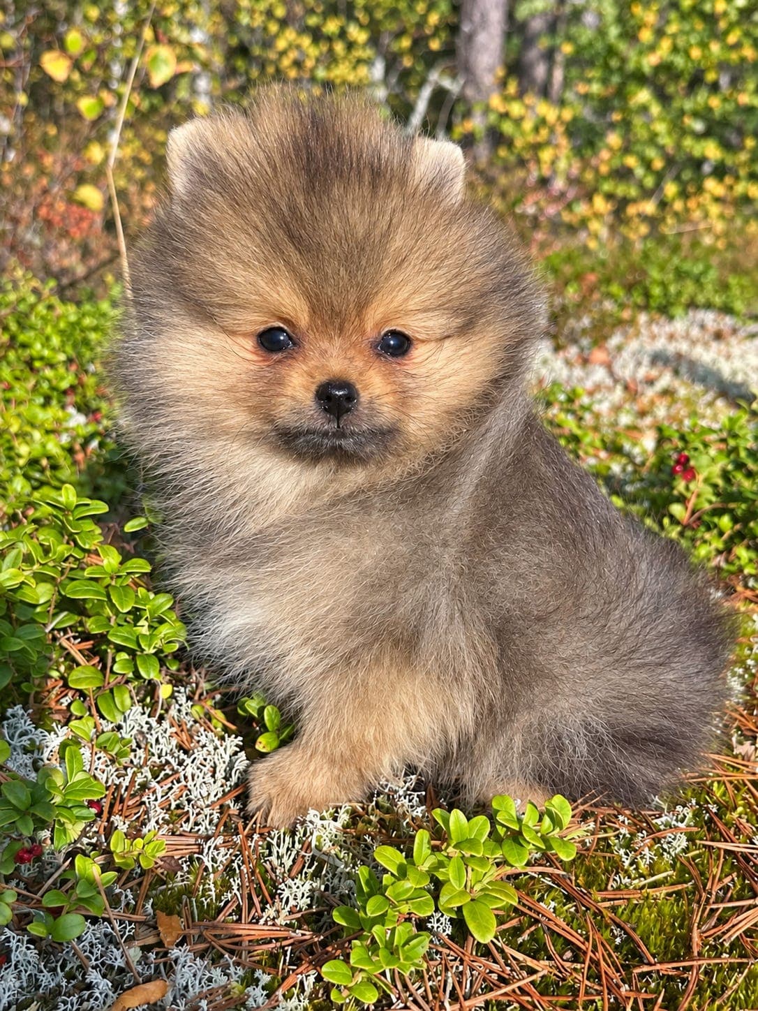 Pomeranian tisper - NKK registrert