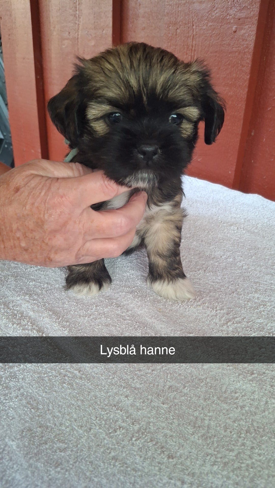 Lhasa valp selges 6 uker
