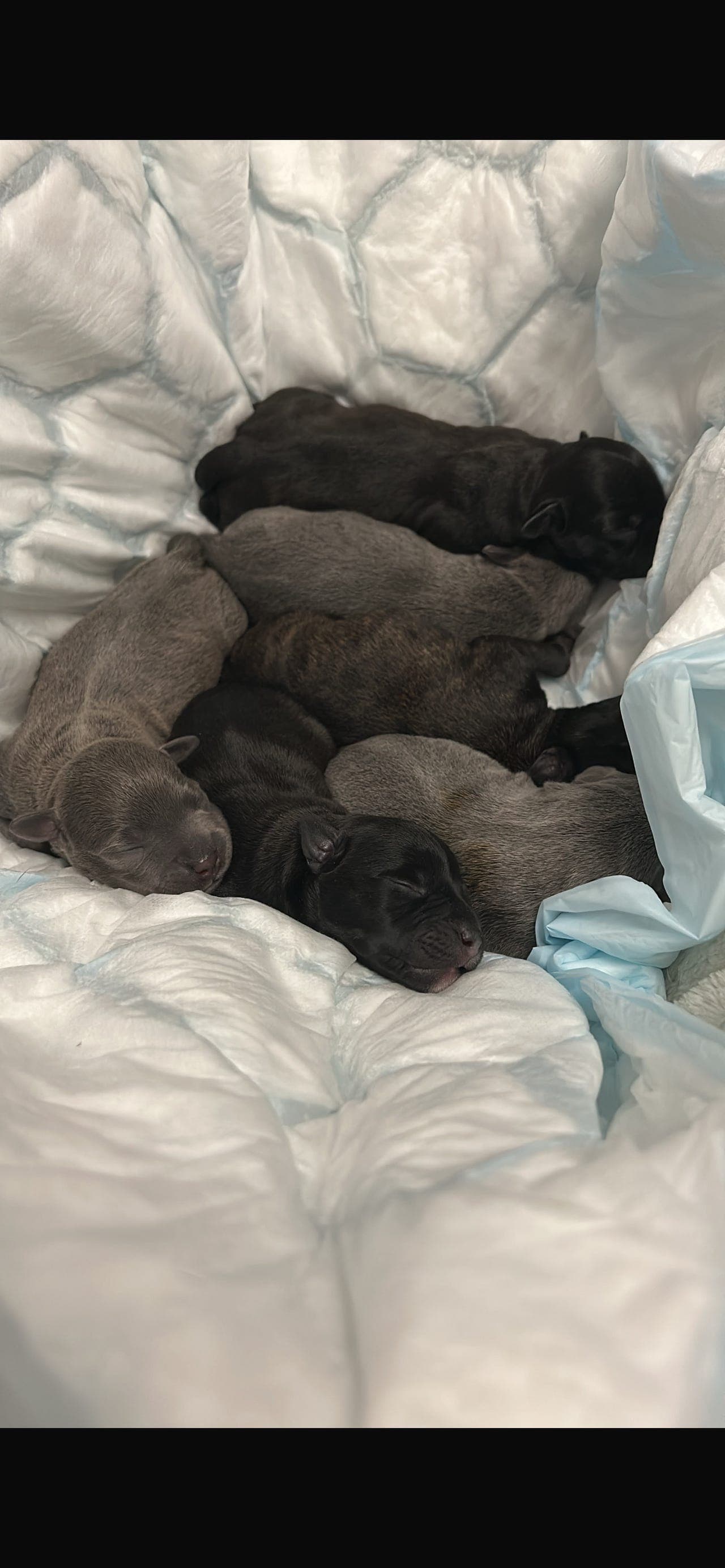 Staffordshire Bull terrier Valper
