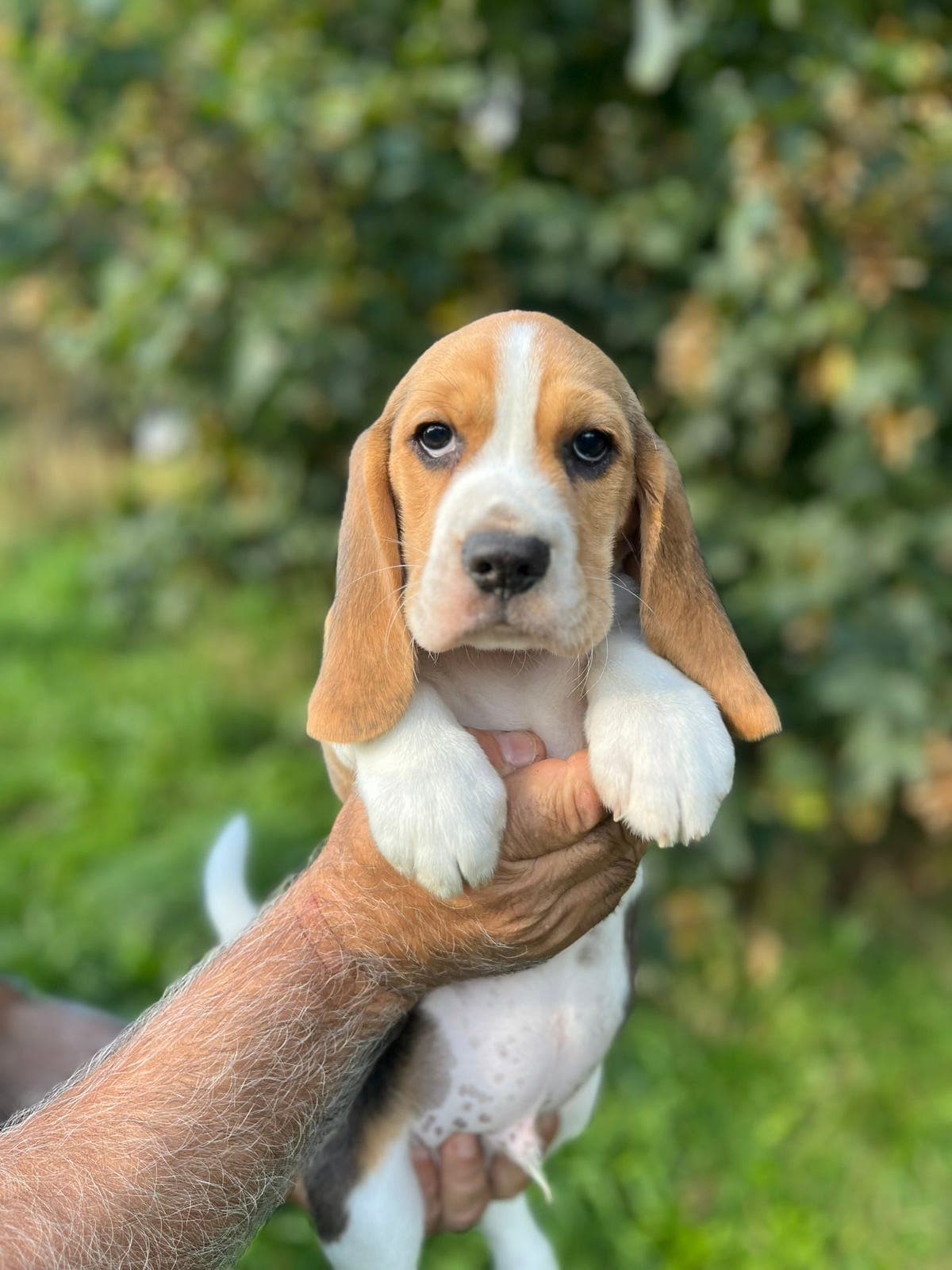 Beagle