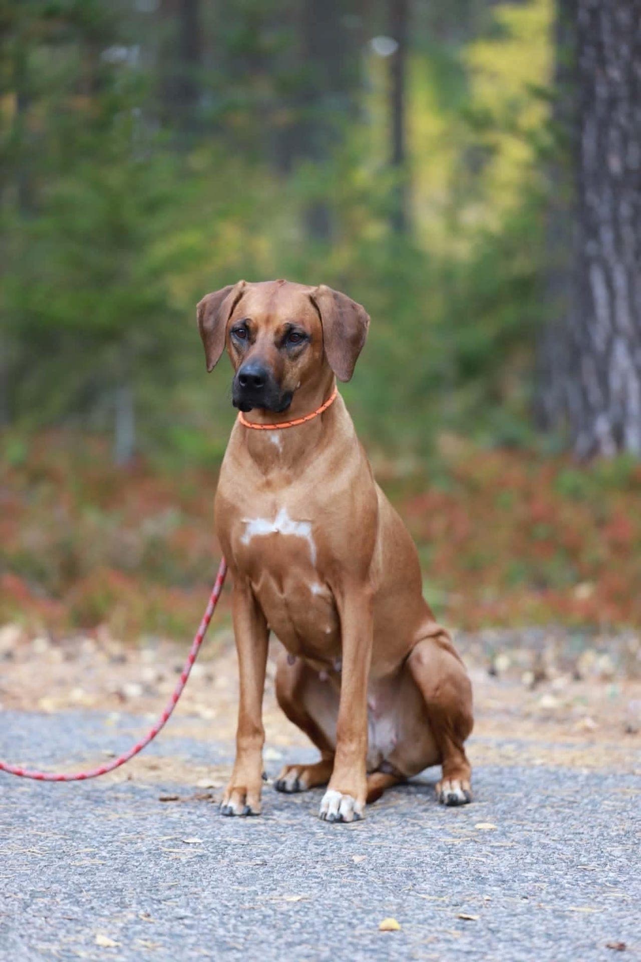 Rhodesian Ridgeback valper