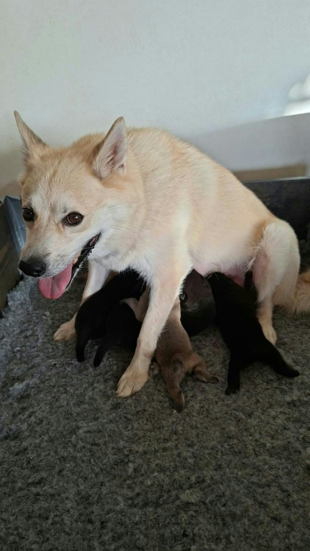 Svarte og blakke buhundvalper til salgs.
