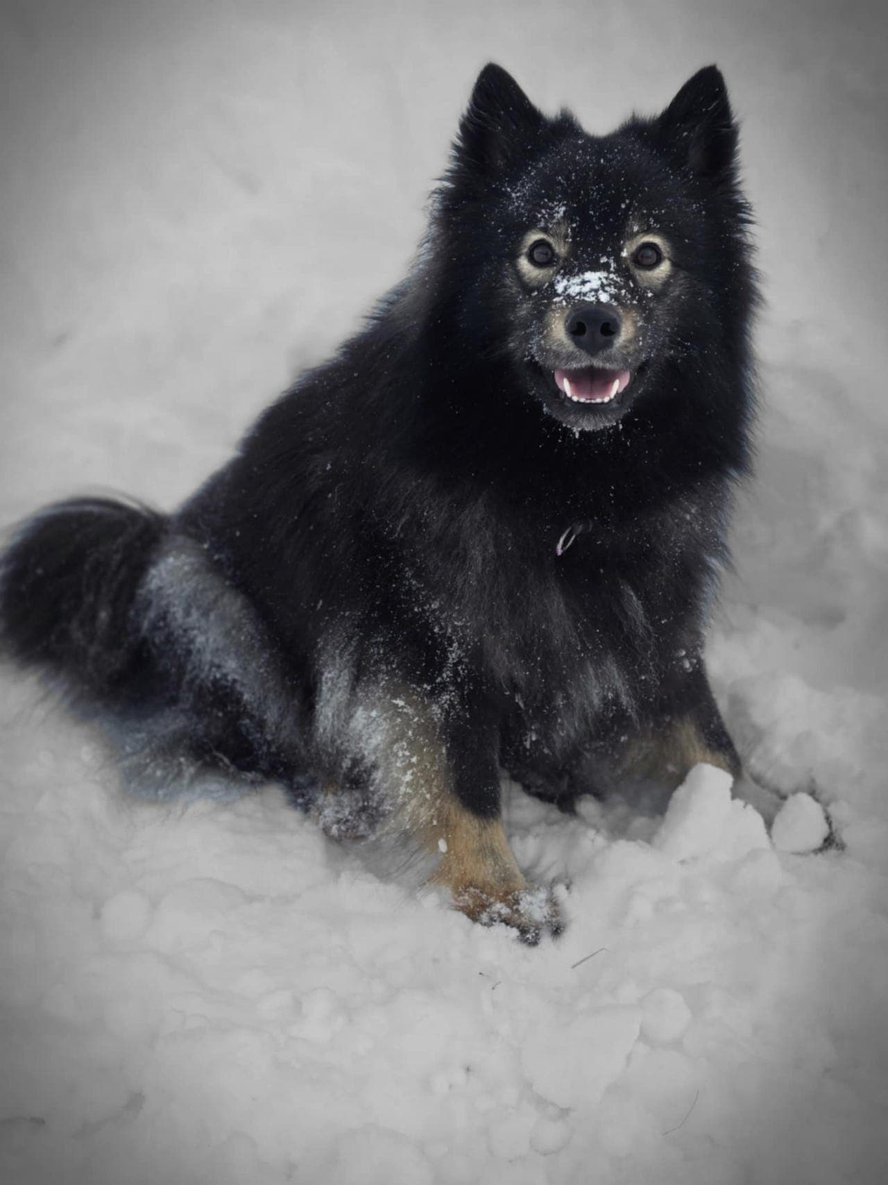Finsk lapphund valper