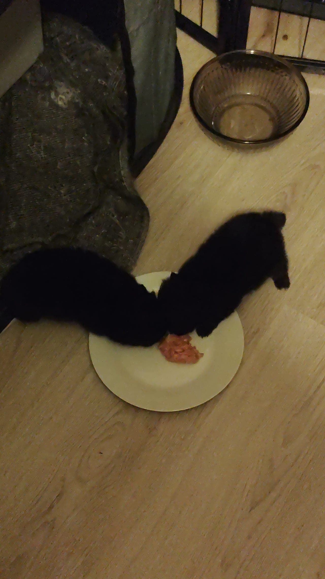 klein spitz valper 2 sorte gutter