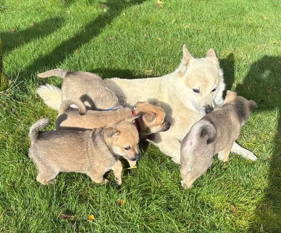 Kvalpar av Norsk Buhund