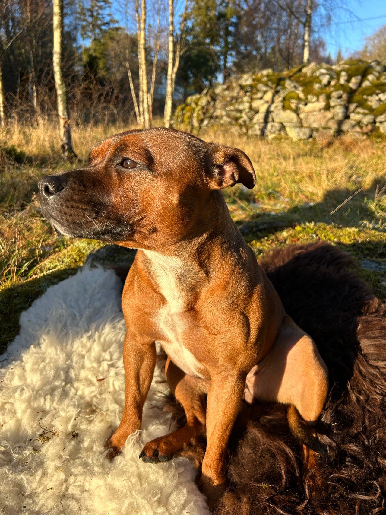 Verdens snilleste Staffordshire Bull Terrier søker sitt perfekte hjem ❤️